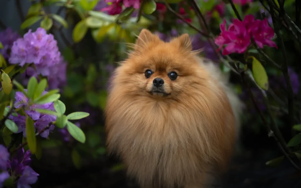 anjing pomeranian lucu sedang bergaya