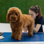 Gambar ras anjing Poodle Standard berwarna coklat sedang mau di grooming