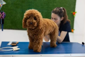 Gambar ras anjing Poodle Standard berwarna coklat sedang mau di grooming