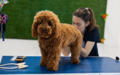 Ras Anjing Poodle: Karakteristik, Perawatan, dan Fakta Menarik Gambar ras anjing Poodle Standard berwarna coklat sedang mau di grooming