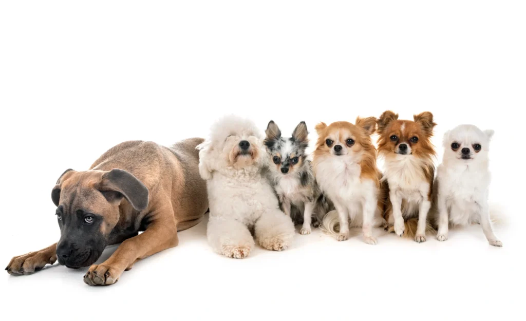 Jenis Grooming yang Dibutuhkan Anjing Berdasarkan Rasnya