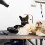 anjing dan kucing sedang menunggu di grooming, panduan grooming anabul