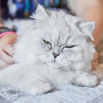 Kucing Persia berbulu lebat sedang bermain, ilustrasi berita tentang hewan peliharaan