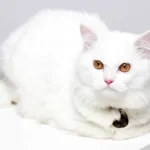 Kootie kucing viral Persia yang terkenal