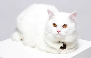 Kootie kucing viral Persia yang terkenal