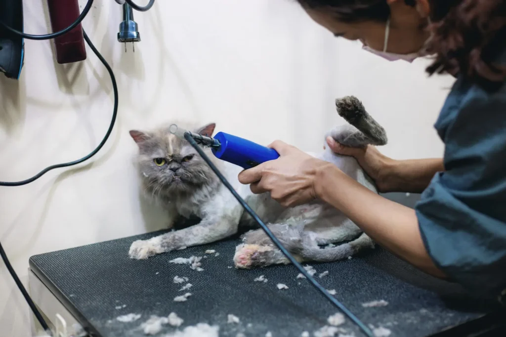 Manfaat Grooming Rutin untuk Kesehatan Kucing