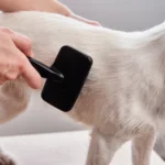 grooming anjing sendiri dengan sikat bulu