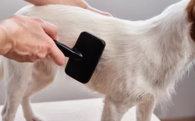 Panduan Grooming Anjing Sendiri di Rumah (Aman & Praktis) grooming anjing sendiri dengan sikat bulu