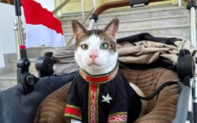 Kucing Bobby Kertanegara milik Presiden Prabowo duduk di stroller memakai baju adat Tenun Tanimbar dengan latar bendera Merah Putih pada HUT RI ke-80.