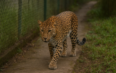 Macan Tutul Kabur dari Lembang Park Zoo dan Upaya Penanganannya macan tutul kabur